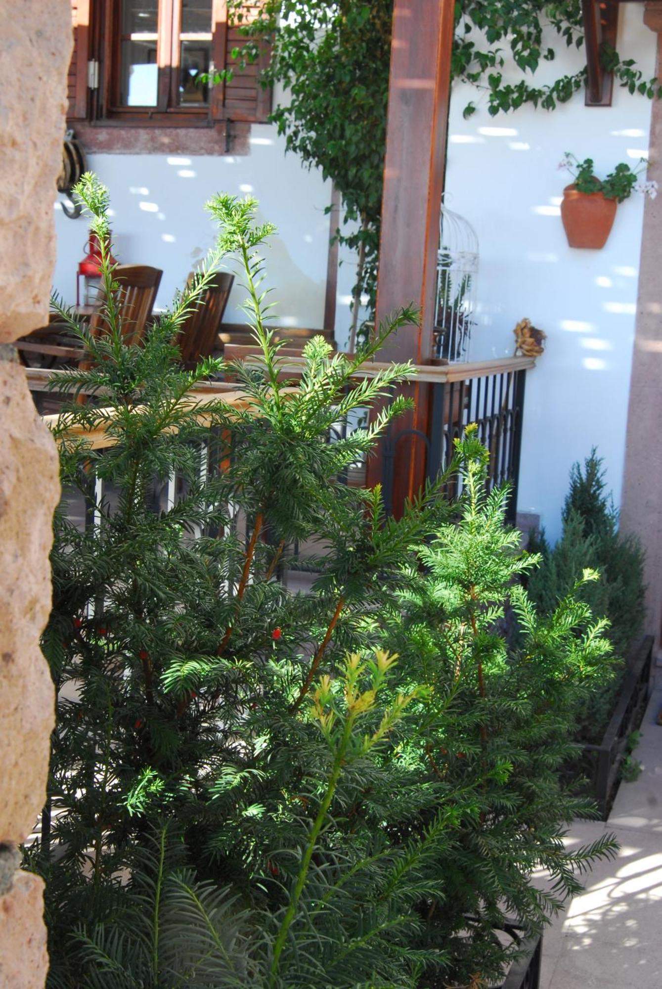 Aliye Hanim Hotel Ayvalı Exteriör bild